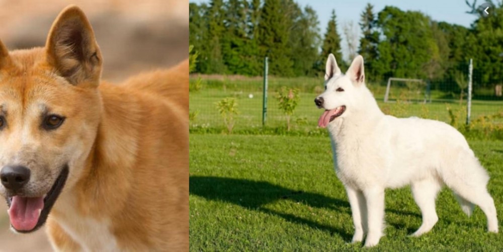 White Shepherd vs Dingo - Breed Comparison