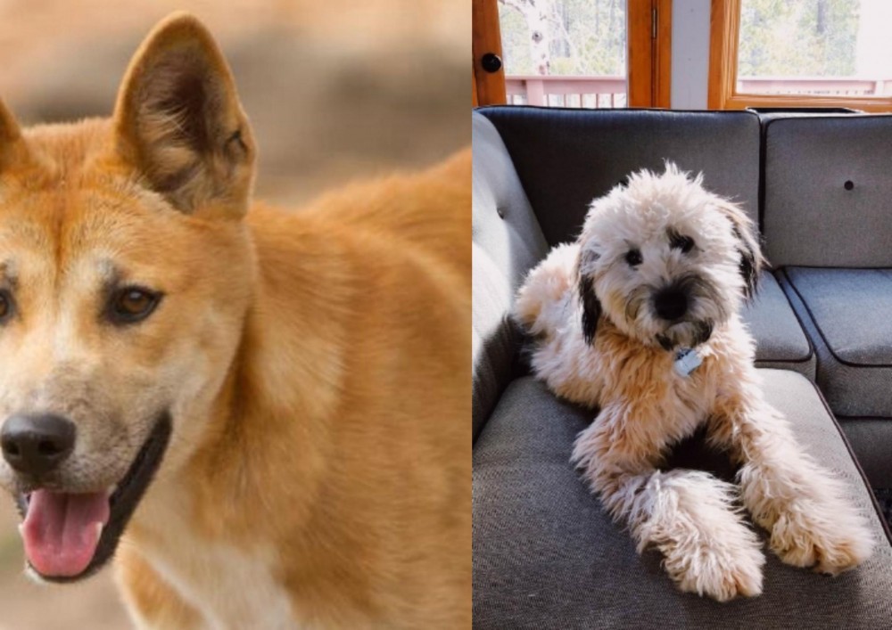 Whoodles vs Dingo - Breed Comparison