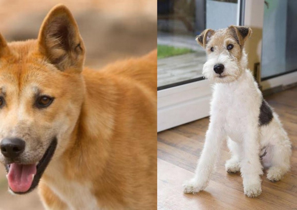Wire Fox Terrier vs Dingo - Breed Comparison