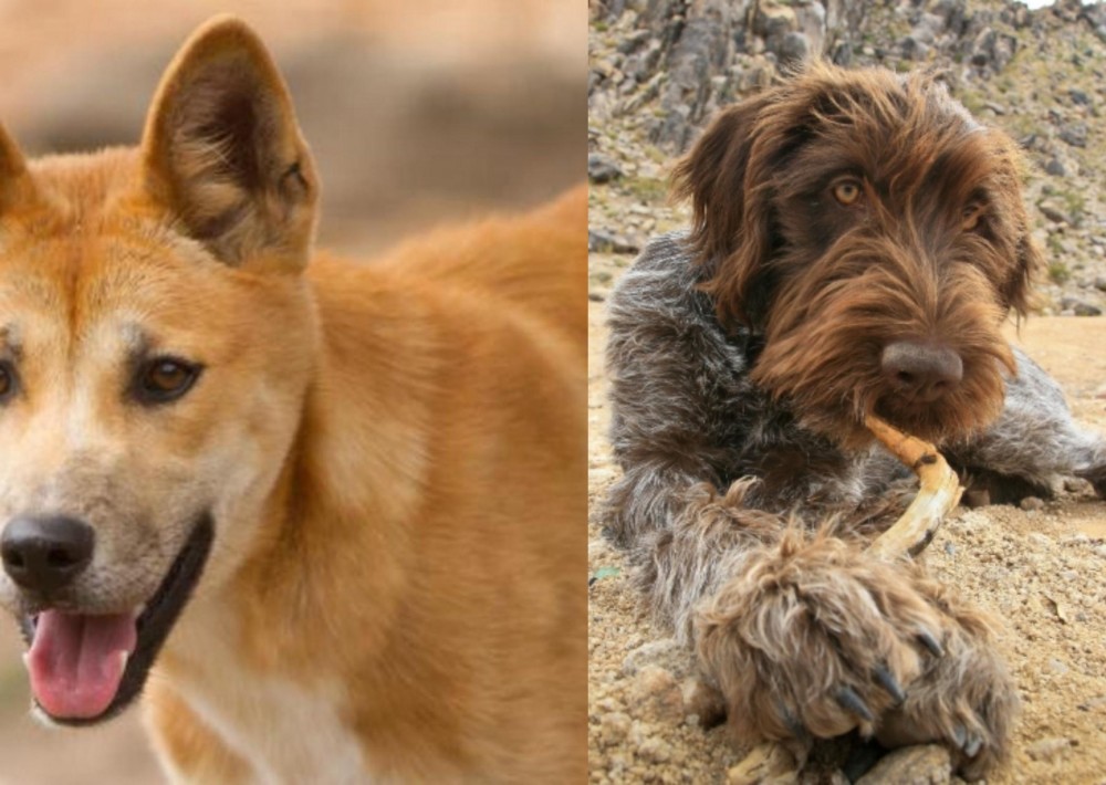 Wirehaired Pointing Griffon vs Dingo - Breed Comparison