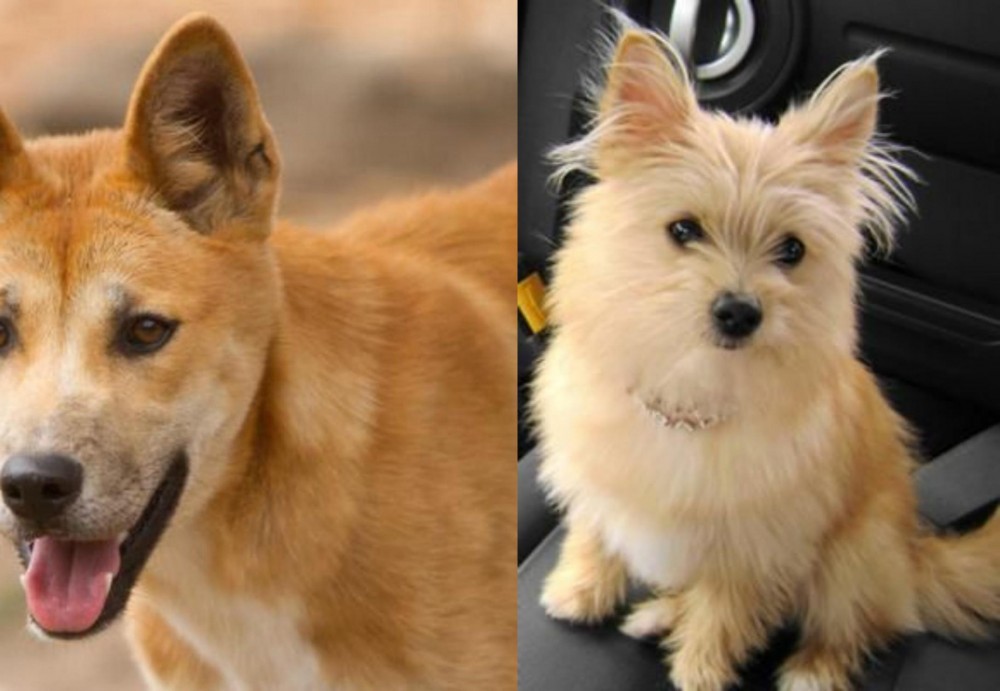 Yoranian vs Dingo - Breed Comparison
