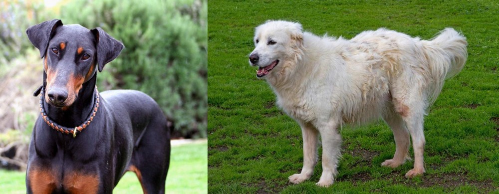 Abruzzenhund vs Doberman Pinscher - Breed Comparison