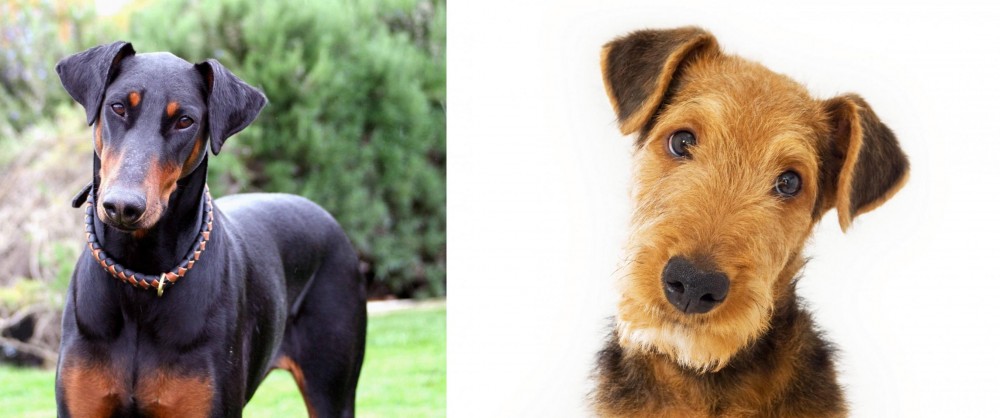 Airedale Terrier vs Doberman Pinscher - Breed Comparison