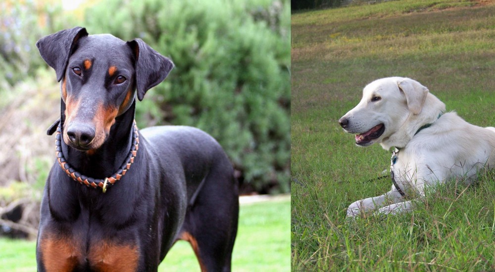 Akbash Dog vs Doberman Pinscher - Breed Comparison