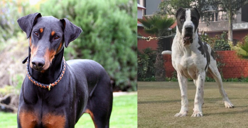Alangu Mastiff vs Doberman Pinscher - Breed Comparison