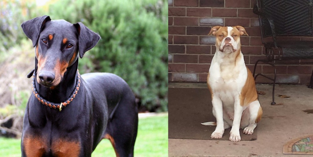 Alapaha Blue Blood Bulldog vs Doberman Pinscher - Breed Comparison