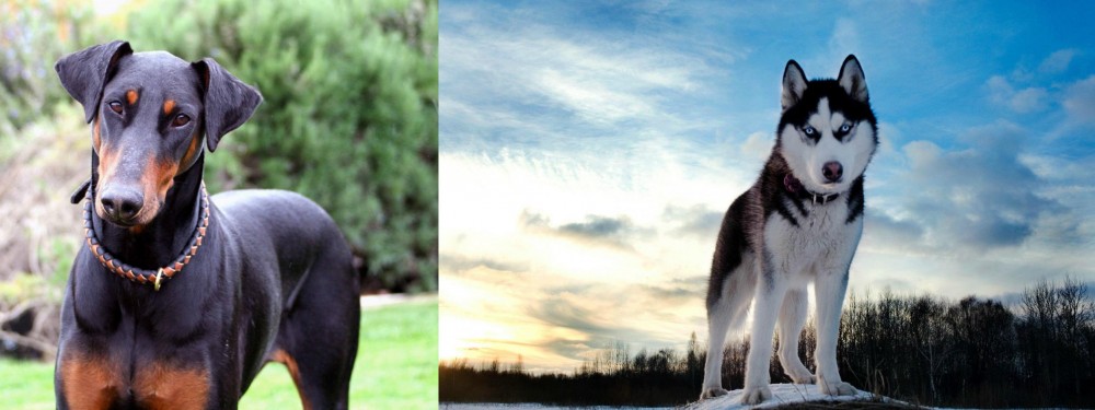 Alaskan Husky vs Doberman Pinscher - Breed Comparison