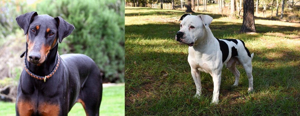 American Bulldog vs Doberman Pinscher - Breed Comparison