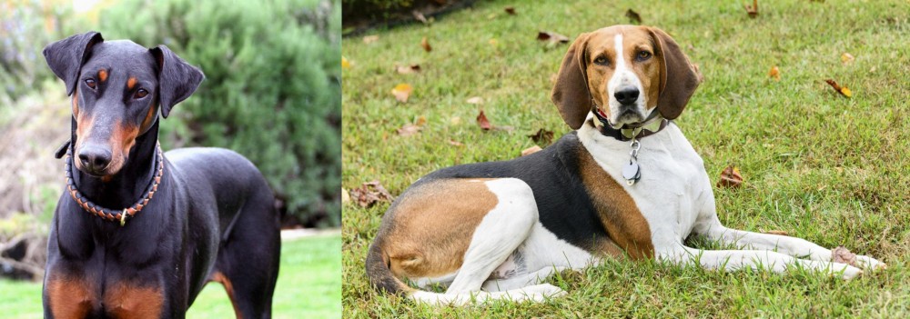 American English Coonhound vs Doberman Pinscher - Breed Comparison