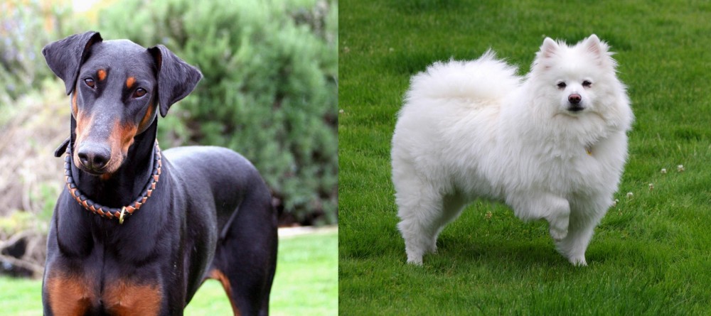 American Eskimo Dog vs Doberman Pinscher - Breed Comparison