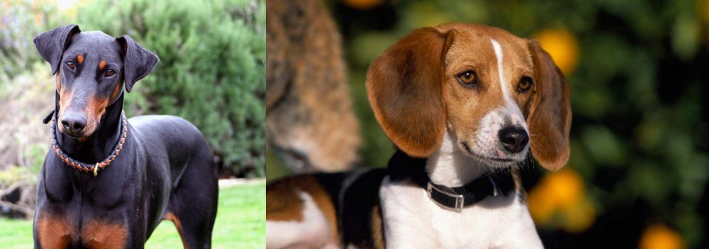 American Foxhound vs Doberman Pinscher - Breed Comparison