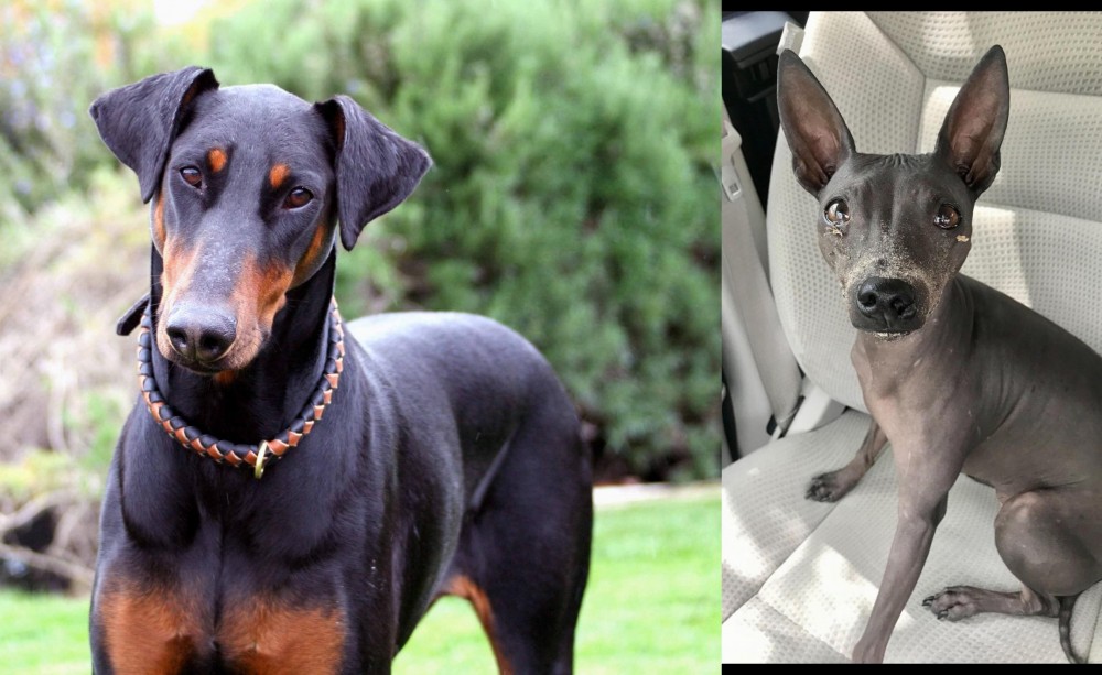 American Hairless Terrier vs Doberman Pinscher - Breed Comparison