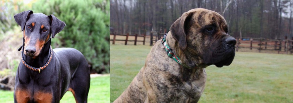 American Mastiff vs Doberman Pinscher - Breed Comparison