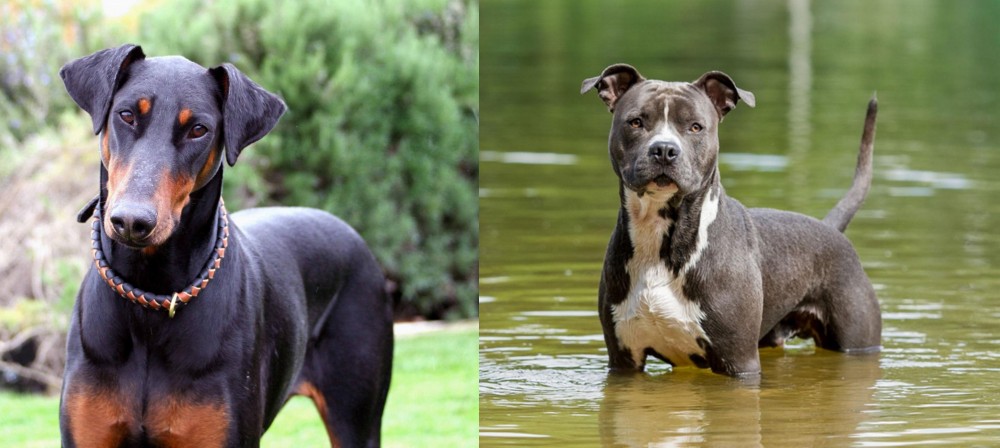 American Staffordshire Terrier vs Doberman Pinscher - Breed Comparison