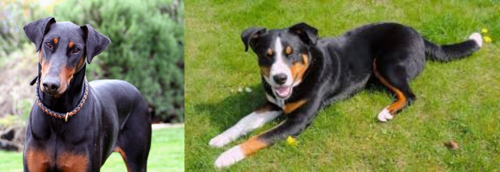 Appenzell Mountain Dog vs Doberman Pinscher - Breed Comparison