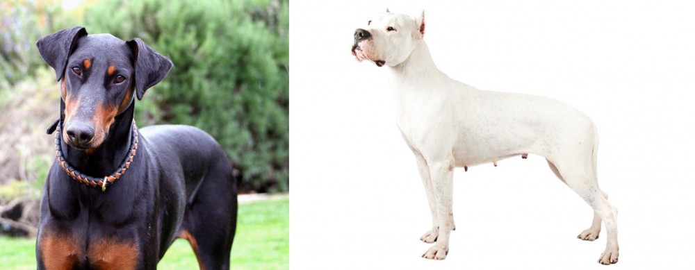 Argentine Dogo vs Doberman Pinscher - Breed Comparison