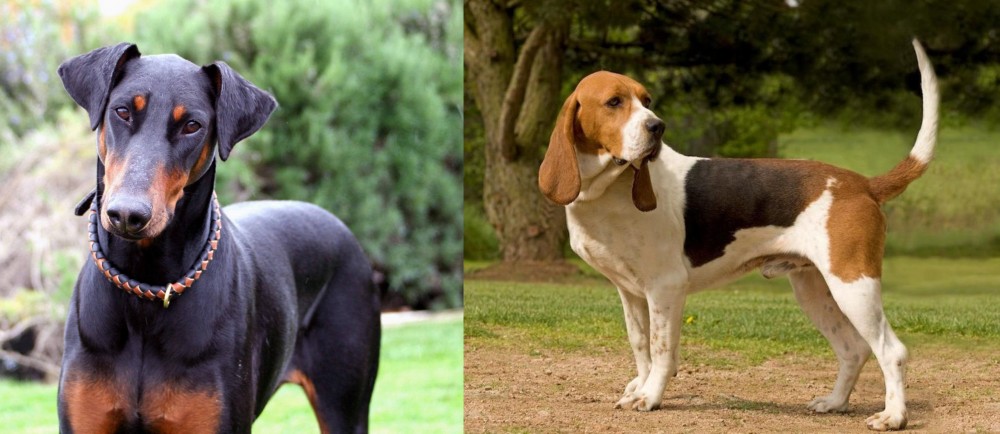 Artois Hound vs Doberman Pinscher - Breed Comparison