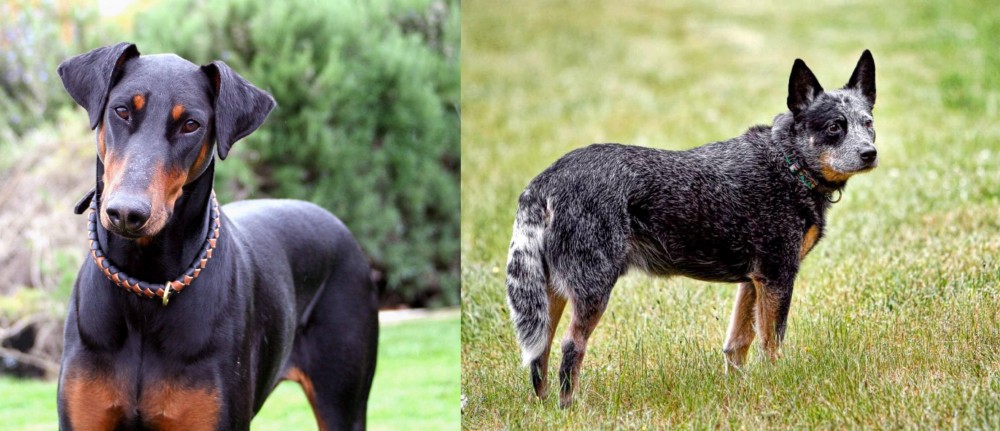 Austrailian Blue Heeler vs Doberman Pinscher - Breed Comparison