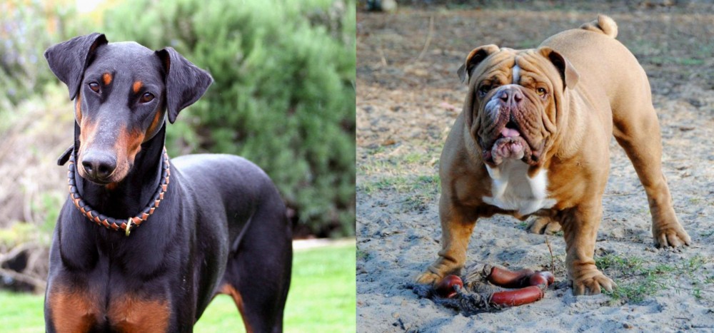 Australian Bulldog vs Doberman Pinscher - Breed Comparison