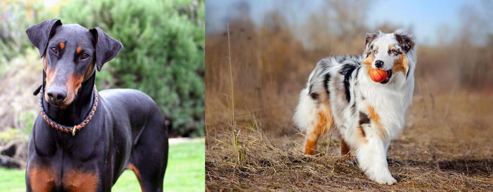 Australian Shepherd vs Doberman Pinscher - Breed Comparison