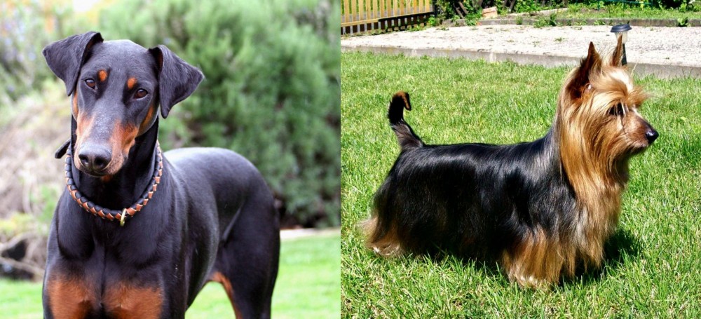 Australian Silky Terrier vs Doberman Pinscher - Breed Comparison