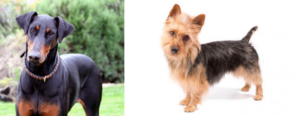 Australian Terrier vs Doberman Pinscher - Breed Comparison