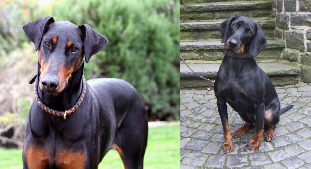 Austrian Black and Tan Hound vs Doberman Pinscher - Breed Comparison