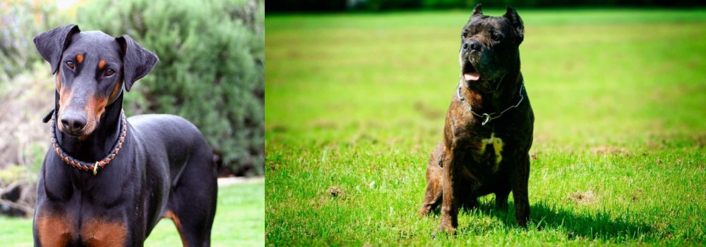 Bandog vs Doberman Pinscher - Breed Comparison