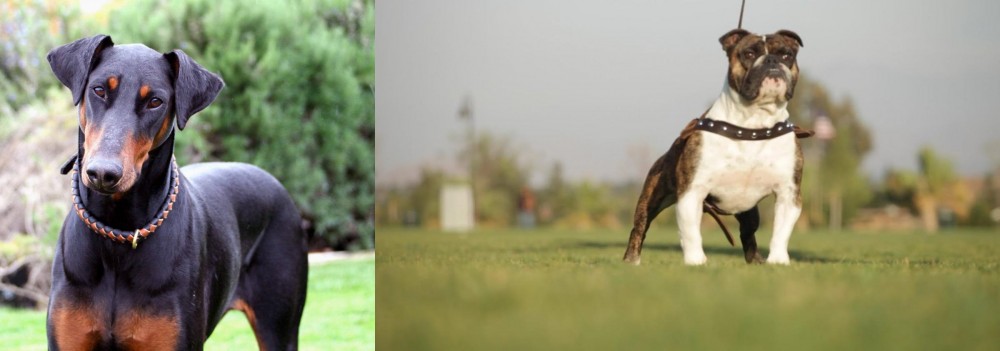 Bantam Bulldog vs Doberman Pinscher - Breed Comparison
