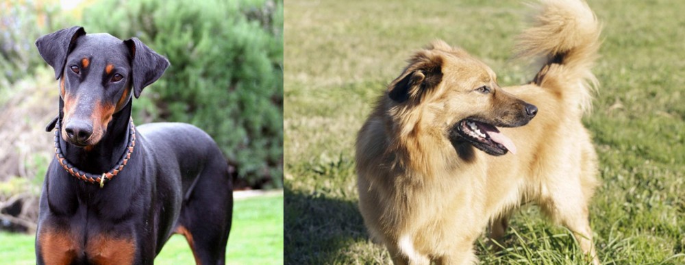Basque Shepherd vs Doberman Pinscher - Breed Comparison
