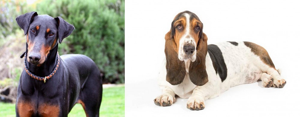 Basset Hound vs Doberman Pinscher - Breed Comparison
