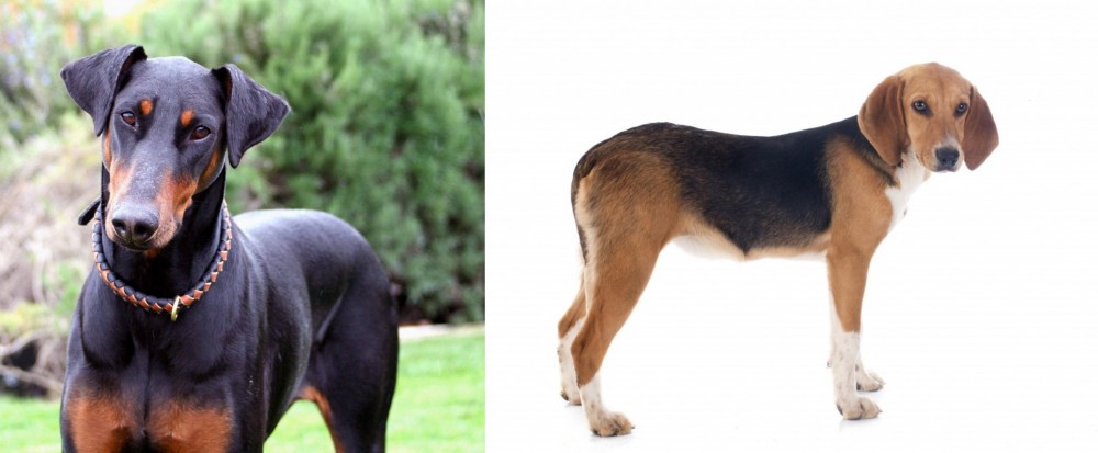 Beagle-Harrier vs Doberman Pinscher - Breed Comparison