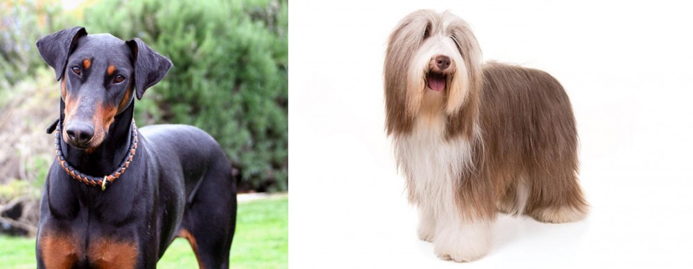 Bearded Collie vs Doberman Pinscher - Breed Comparison
