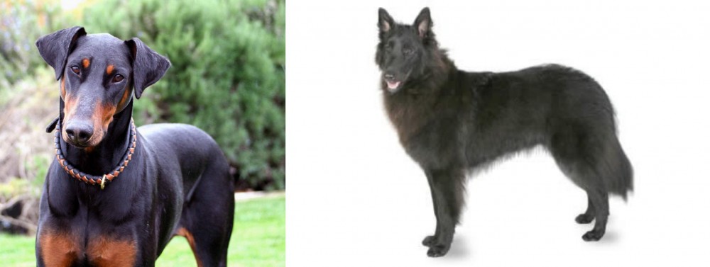 Belgian Shepherd vs Doberman Pinscher - Breed Comparison