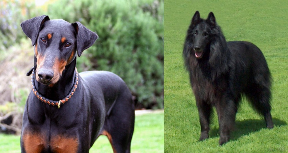 Belgian Shepherd Dog (Groenendael) vs Doberman Pinscher - Breed Comparison