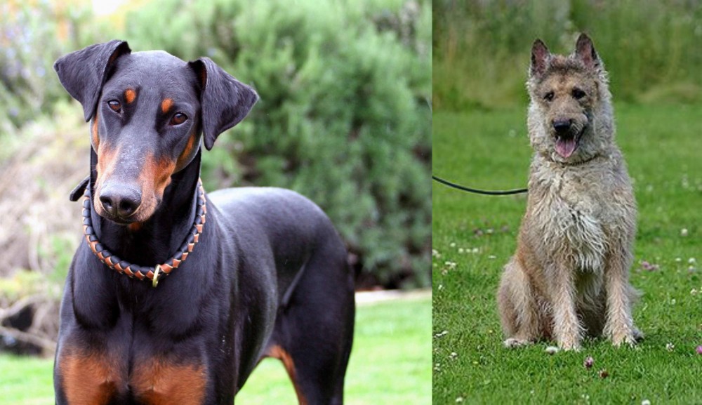 Belgian Shepherd Dog (Laekenois) vs Doberman Pinscher - Breed Comparison