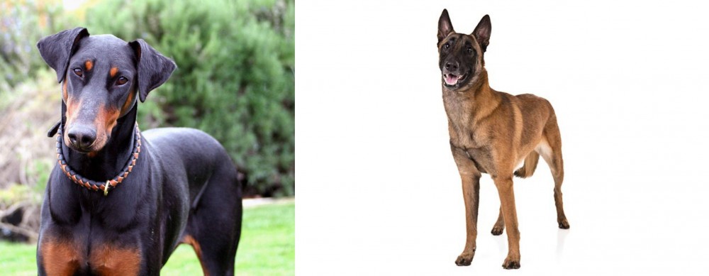 Belgian Shepherd Dog (Malinois) vs Doberman Pinscher - Breed Comparison