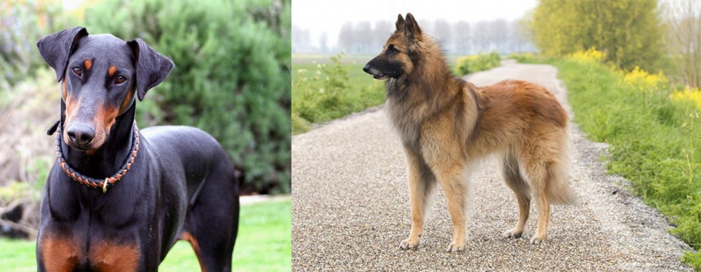 Belgian Shepherd Dog (Tervuren) vs Doberman Pinscher - Breed Comparison