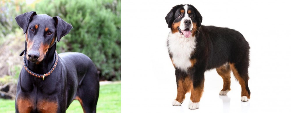 Bernese Mountain Dog vs Doberman Pinscher - Breed Comparison