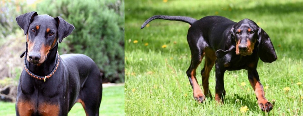 Black and Tan Coonhound vs Doberman Pinscher - Breed Comparison