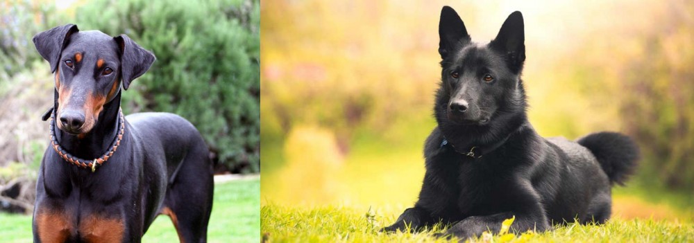 Black Norwegian Elkhound vs Doberman Pinscher - Breed Comparison
