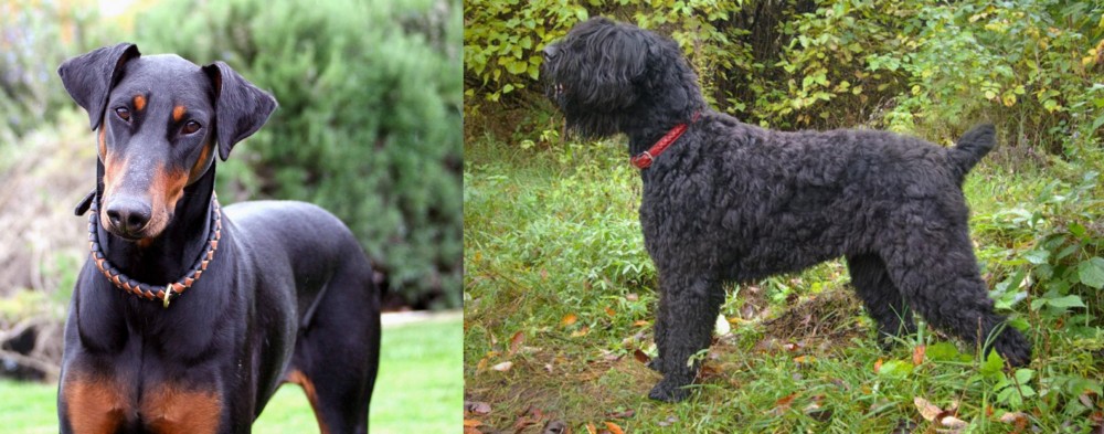 Black Russian Terrier vs Doberman Pinscher - Breed Comparison