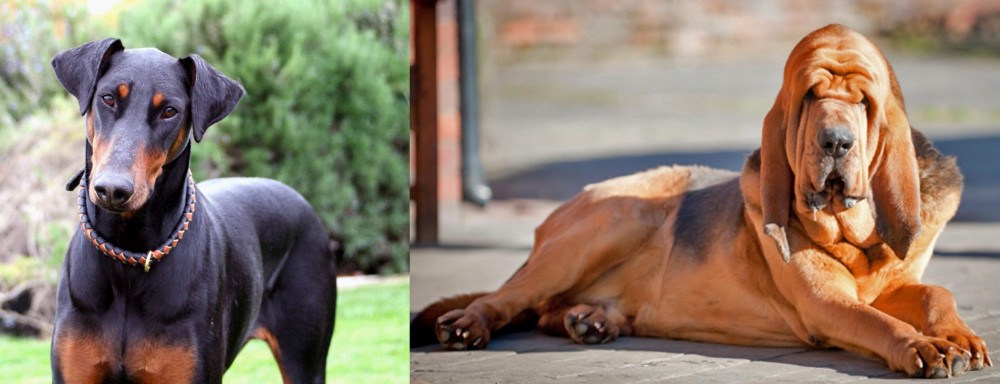 Bloodhound vs Doberman Pinscher - Breed Comparison