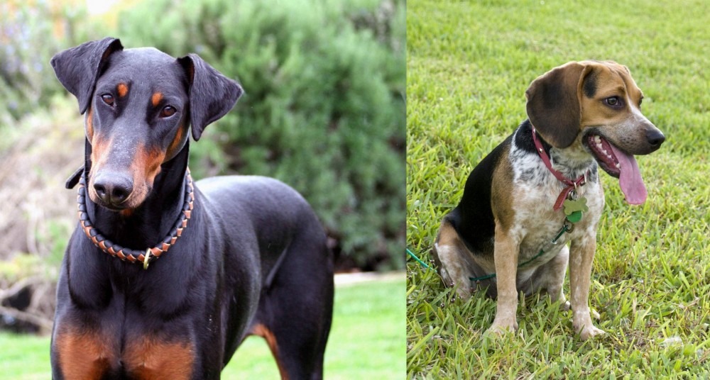 Bluetick Beagle vs Doberman Pinscher - Breed Comparison
