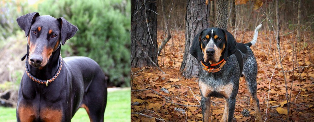 Bluetick Coonhound vs Doberman Pinscher - Breed Comparison