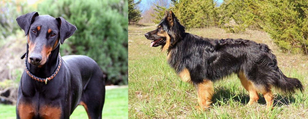 Bohemian Shepherd vs Doberman Pinscher - Breed Comparison