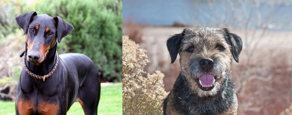 Border Terrier vs Doberman Pinscher - Breed Comparison