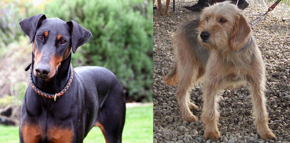 Bosnian Coarse-Haired Hound vs Doberman Pinscher - Breed Comparison