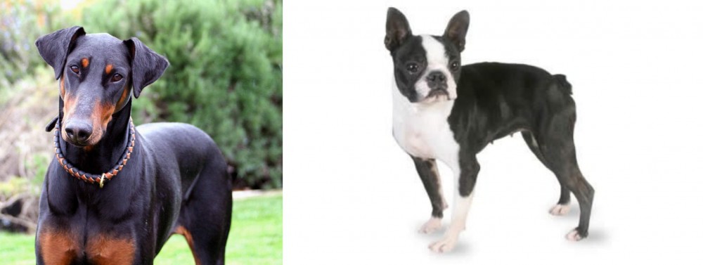 Boston Terrier vs Doberman Pinscher - Breed Comparison