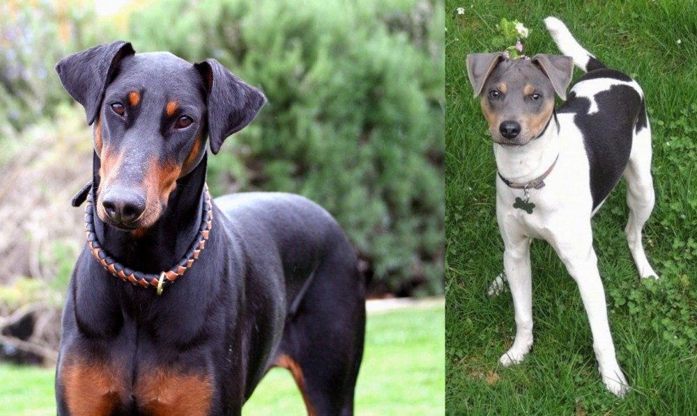 Brazilian Terrier vs Doberman Pinscher - Breed Comparison